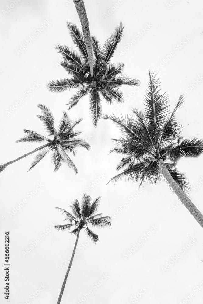 Fototapeta premium Palmtrees in Bali