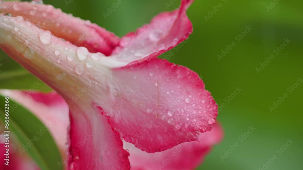 Splashes of drizzling rain that fall on adenium obesum flowers that are blooming are pink in color Splashes of drizzling rain that fall on adenium obesum flowers that are blooming are pink in color