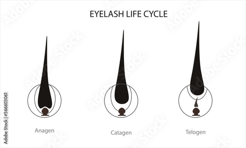 Eyelash life cycle. Eyelash Extension Guide. Infographics