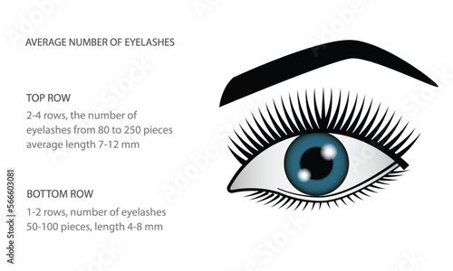 Eyelash Extension Guide. Direction schemes. Tips and tricks for eyelash extension. Infographic