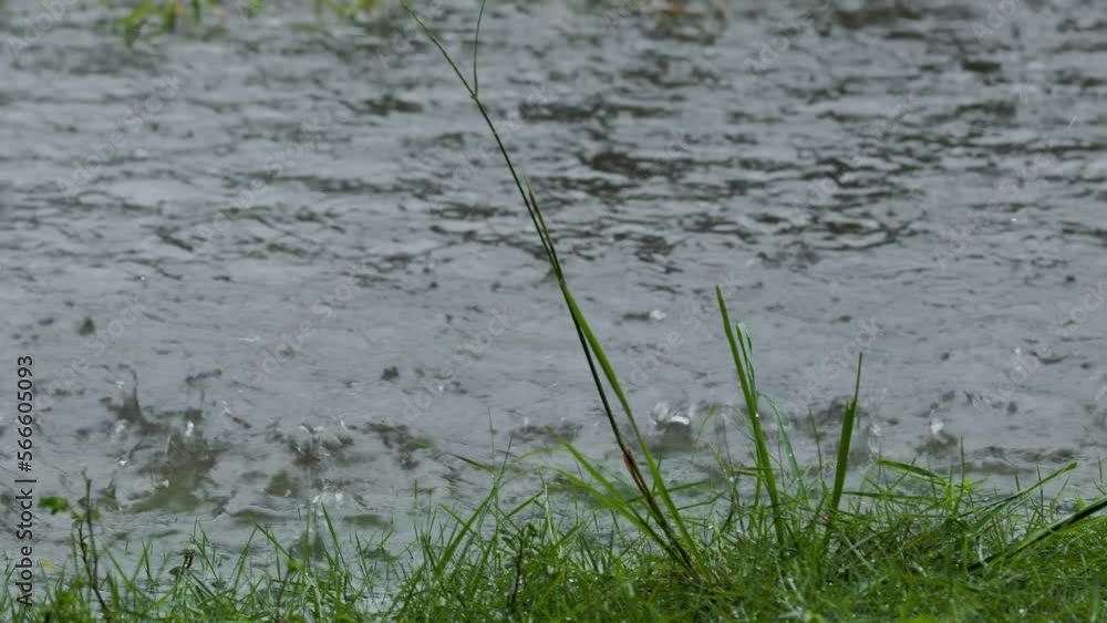 Splashes of rainwater that fall on the grass do not absorb completely and create puddles Splashes of rainwater that fall on the grass do not absorb completely and create puddles