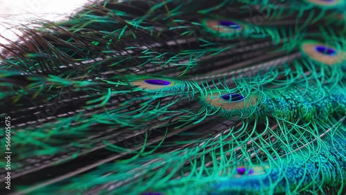 The tail of an adult male peacock in close-up. Beautiful peacock vivid feathers gathered in a tail. Beautiful tail of the feathers of an adult male peacock. 4K slow motion 120 fps video