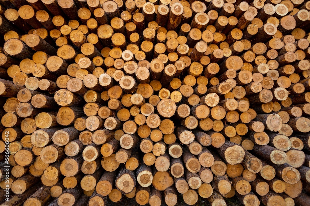 Deforestation, forest destruction. Timber harvesting. Pile, stack of many sawn logs of pine trees Deforestation, forest destruction. Timber harvesting. Pile, stack of many sawn logs of pine trees