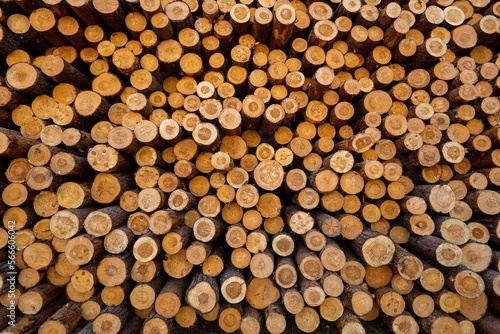 Deforestation  forest destruction. Timber harvesting. Pile  stack of many sawn logs of pine trees