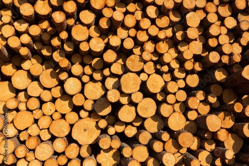 Deforestation  forest destruction. Timber harvesting. Pile  stack of many sawn logs of pine trees