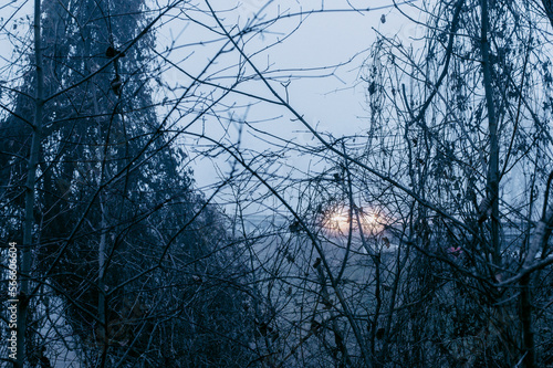 Un bosco alpino avvolto nella nebbia autunnale e i fari di un'automobile solitaria