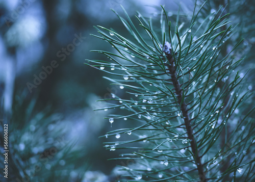 Pine needles with frozen water drops. 