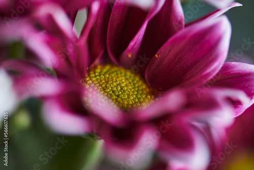 close-up of a bud of a beautiful wine chrysanthemum. beautiful floral background. partially out of focus