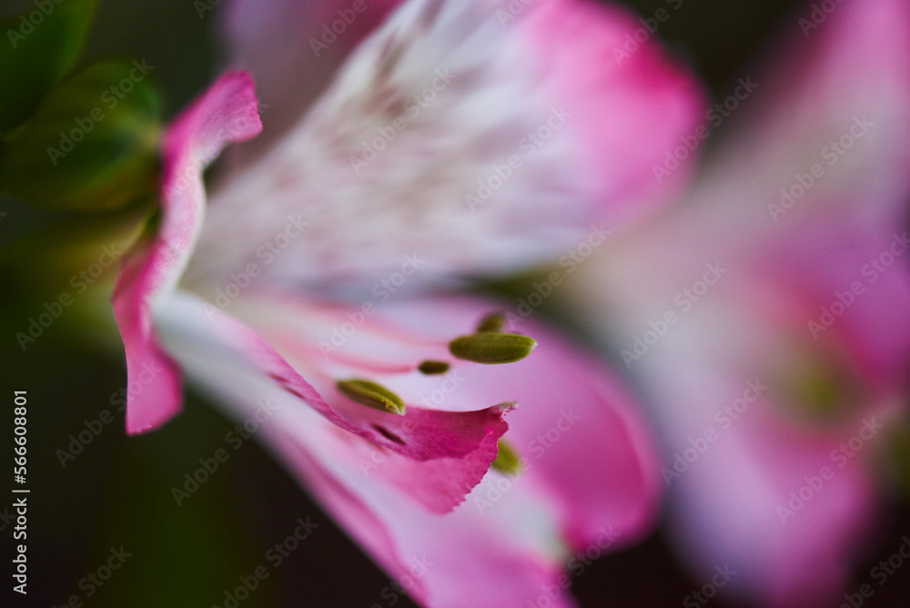 close-up bud of beautiful Alstroemeria pink and white. beautiful floral background. partially out of focus close-up bud of beautiful Alstroemeria pink and white. beautiful floral background. partially out of focus