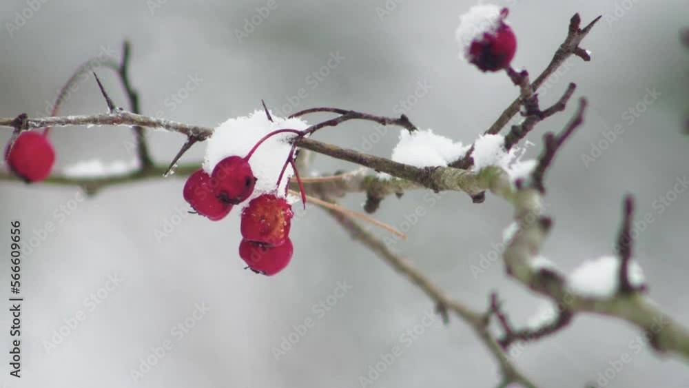rosehip branch with unharvested fruits on a blurred background during a snowfall rosehip branch with unharvested fruits on a blurred background during a snowfall