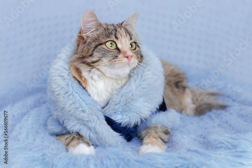 Fotografie Clothes for pets