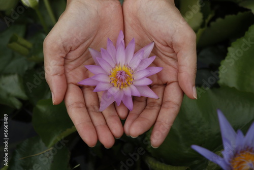 Beautiful female hand holding a beautiful blooming pink lotus flower.