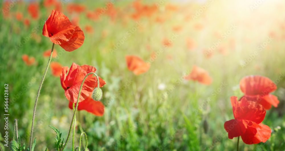 Obraz premium Poppy flowers background on sunny field.