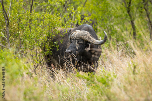 cape buffalo in the wild