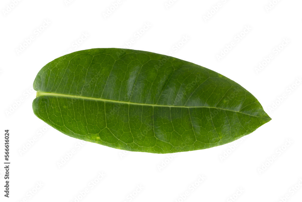 Obraz premium Green leaf isolated on alpha background