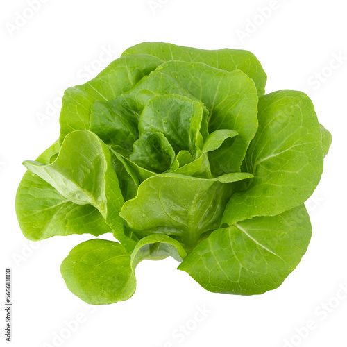 Head of butterhead lettuce isolated on a transparent background