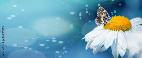 Butterfly on daisy on a blue background © Maryna
