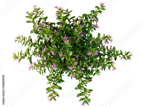 cut out top down view of green blooming plant with small purple flowers, transparent background PNG