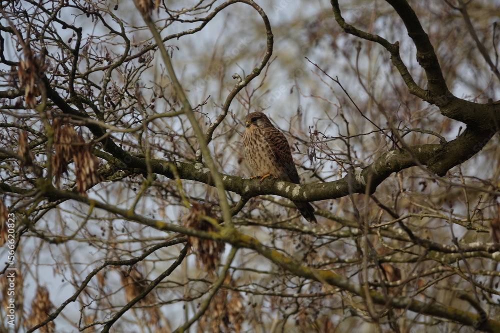 female common kestrel (Falco tinnunculus) female common kestrel (Falco tinnunculus)