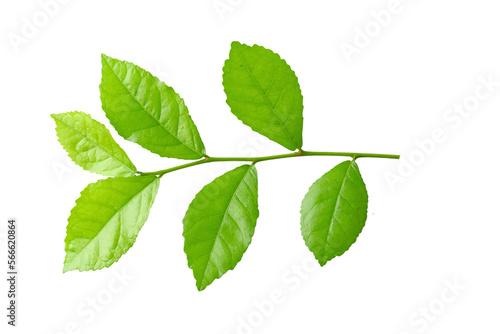 Green leaves isolated over a white background