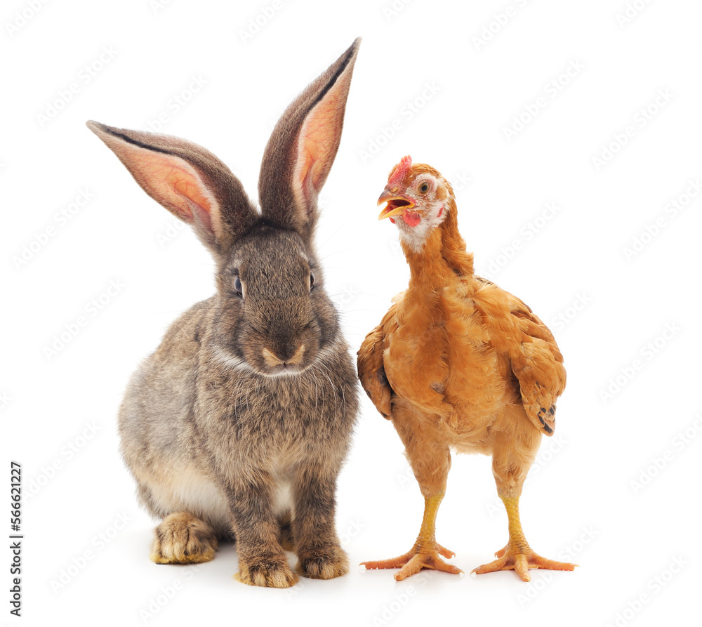 Fototapeta premium Gray rabbit with brown chickens.