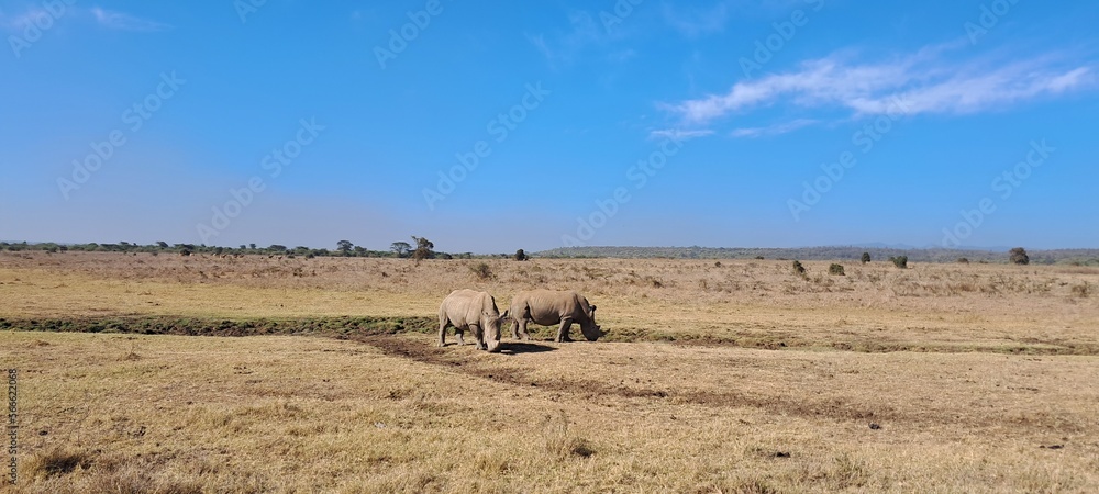 Rinoceronti nella savana