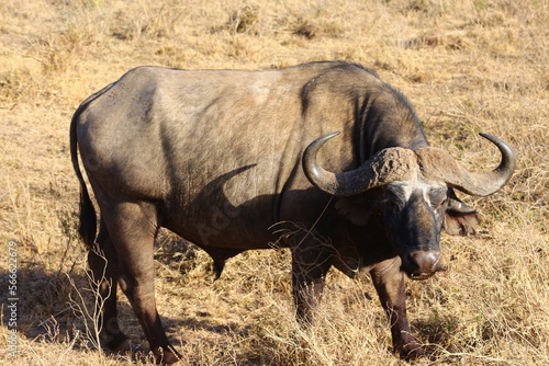 Bufalo africano