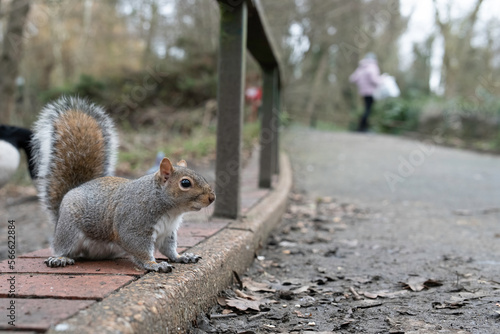 squirrel in the park