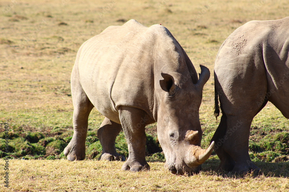 Obraz premium Rinoceronti pascolando