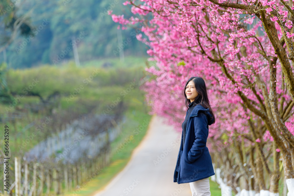 Asian woman traveller with pink cherry blossom trees background in Chiang mai, Thailand, The idea and concept of happy and confident women. Asian woman traveller with pink cherry blossom trees background in Chiang mai, Thailand, The idea and concept of happy and confident women.