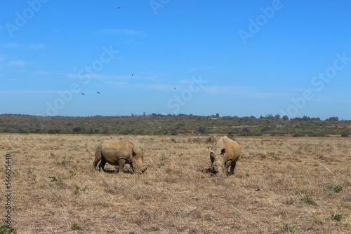 Rinoceronti pascolando