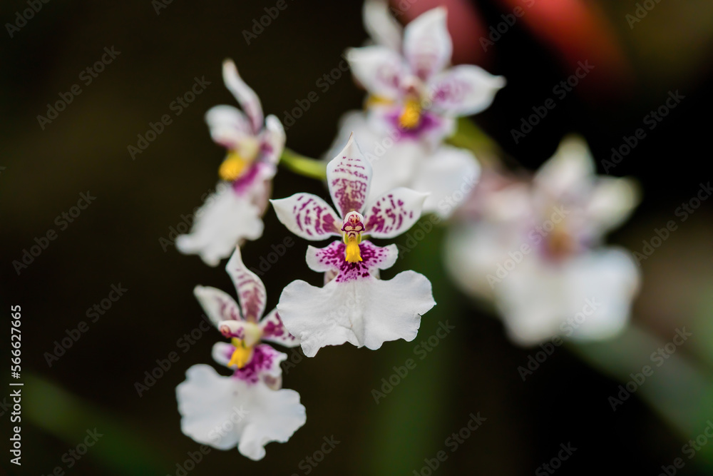 pink and white orchid