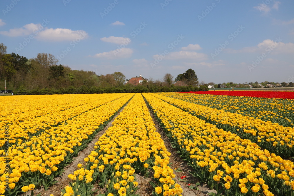 Tulpenfeld in gelb und rot in Holland Tulpenfeld in gelb und rot in Holland