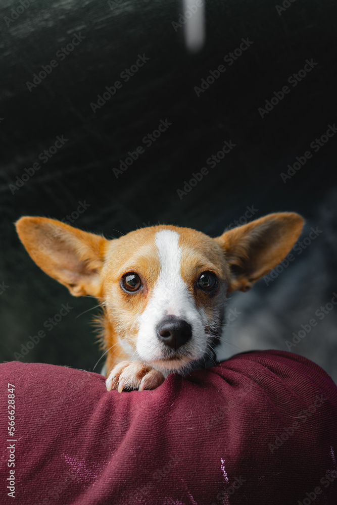 Brown dog staring at camera Brown dog staring at camera