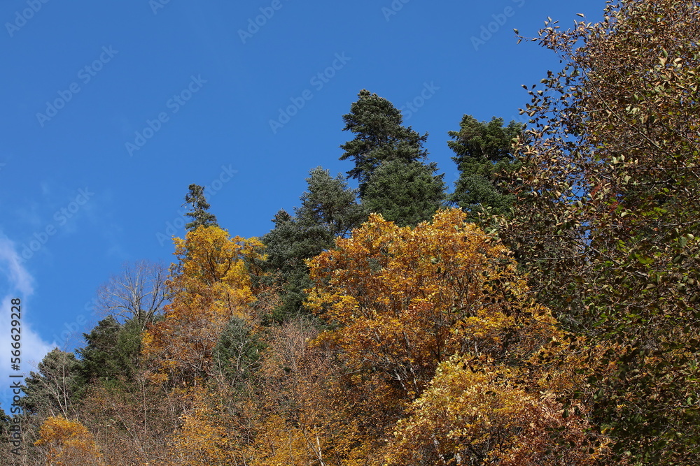 Fototapeta premium Autumn trees in the forest top with blue sky