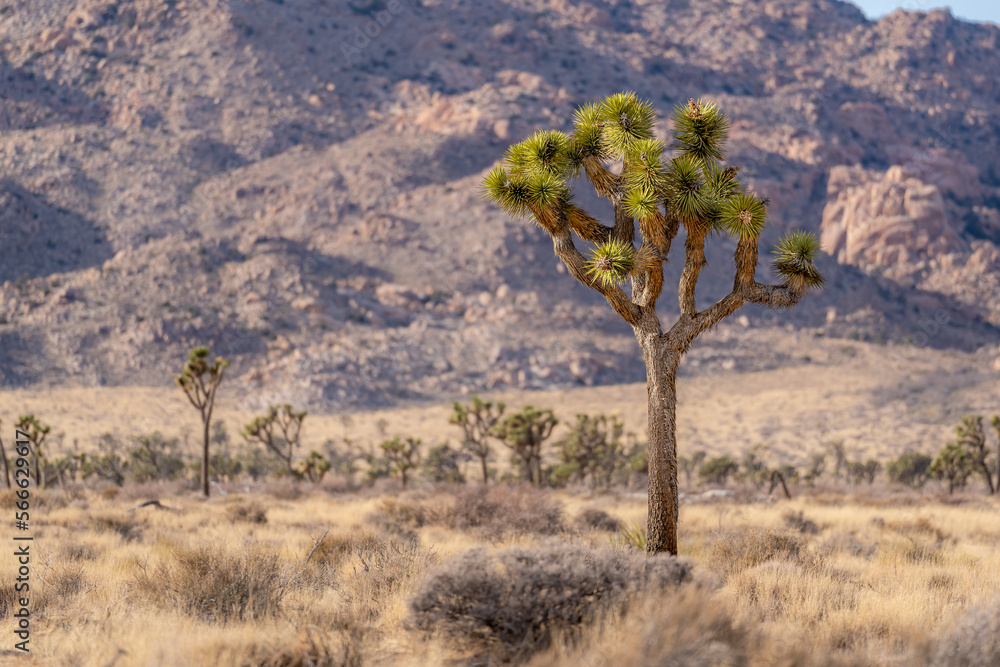 Single Joshua Tree within the desert of Joshua Tree National Park, near Twentynine Palms, California