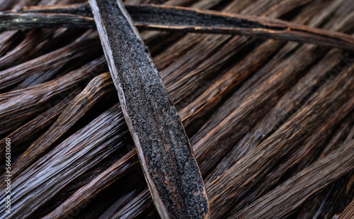 vanilla beans seed pods.