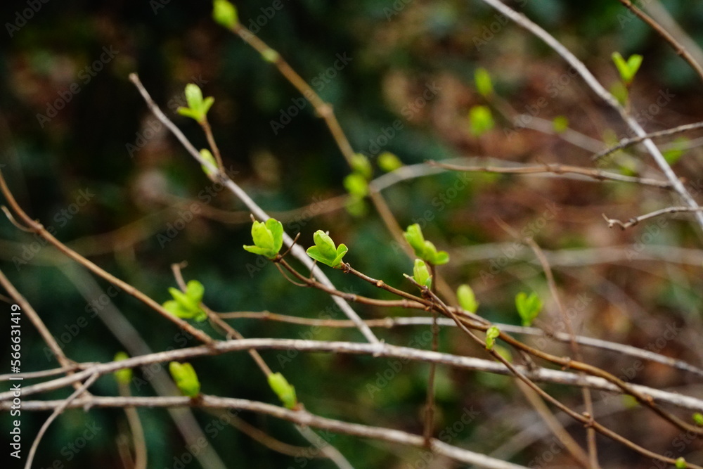 First green leaves on a tree branch First green leaves on a tree branch