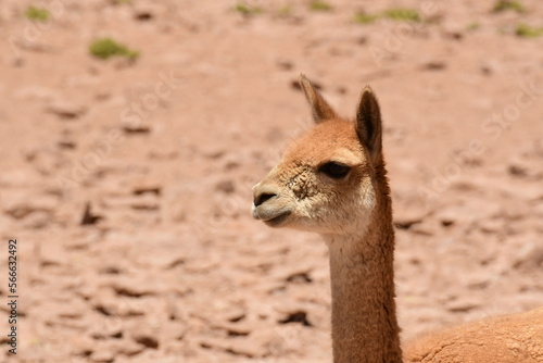 Portrait of Wild Vikunja in Atacama desert Chile South America