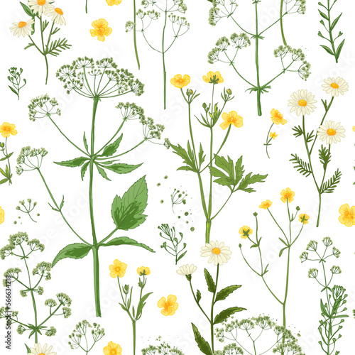 Pattern herbs and flowers painted color line. Vector drawing. Wild herbs. Wildflower