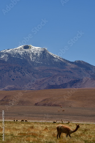 vikunja in front of Volcano Atacama Desert Chile South America