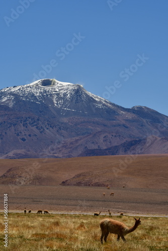 vikunja in front of Volcano Atacama Desert Chile South America © Andreas