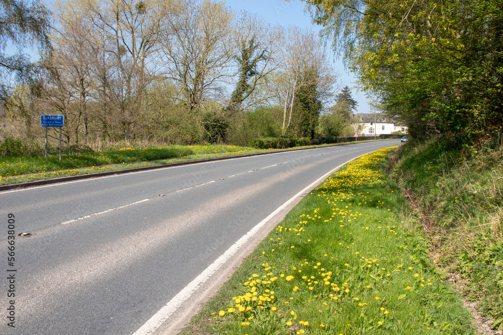Fototapeta premium Dandelions by the roadside.