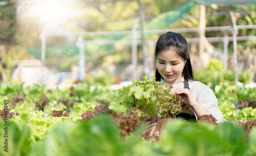 Young Asian farmer pretty girl working in vegetables hydroponic farm with happiness. She is looking and using hands check the quality of green oaks. Seen from the side. Business of healthy food.