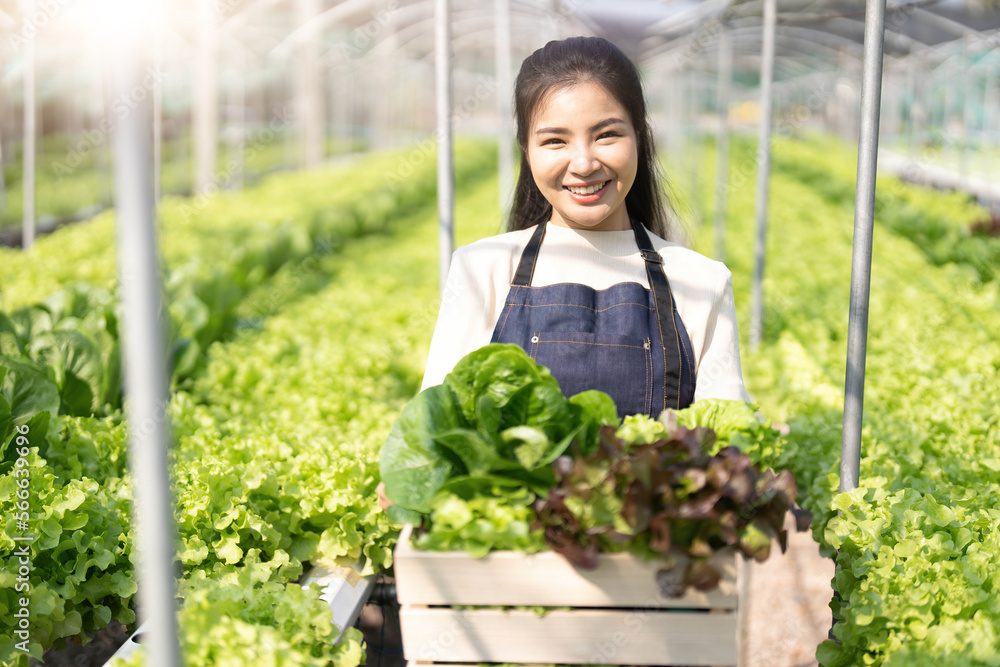 Portrait of Asian farmer young woman hold basket of vegetable in farm. Attractive agriculturist stand and holding carry box of vegetables hydroponic with smiling and look at camera at green house farm Portrait of Asian farmer young woman hold basket of vegetable in farm. Attractive agriculturist stand and holding carry box of vegetables hydroponic with smiling and look at camera at green house farm