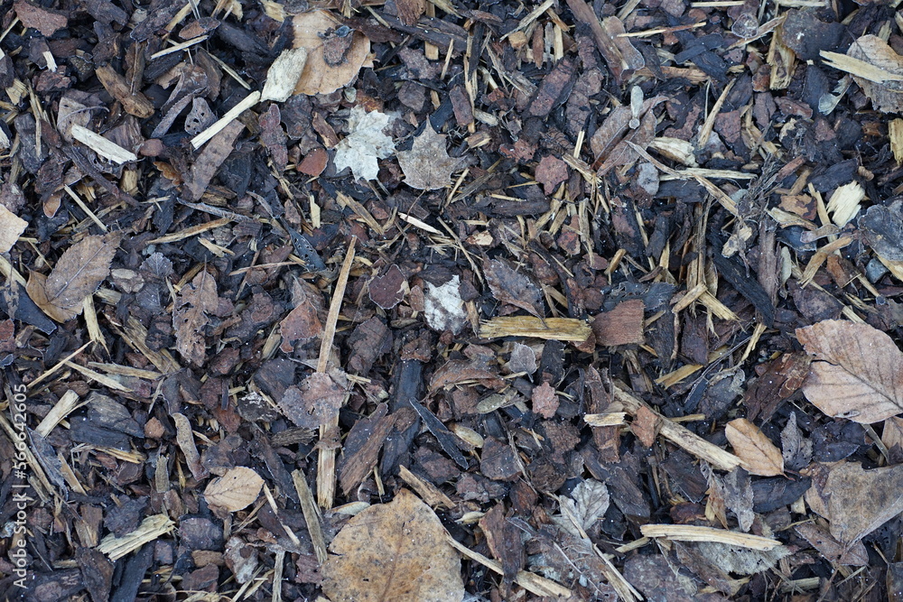Closeup of forest soil