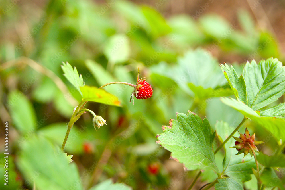 Small wild strawberries in the wild forest. Ecology concept. Small wild strawberries in the wild forest. Ecology concept.