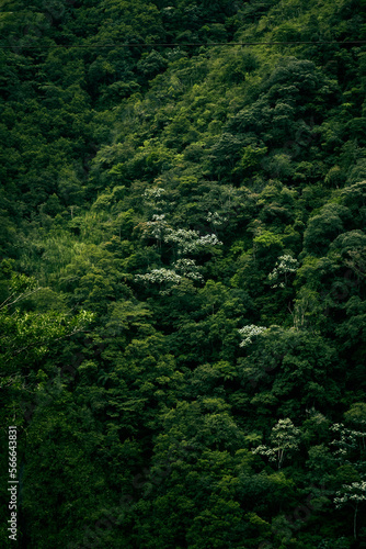Arboles en la naturaleza © Jhon