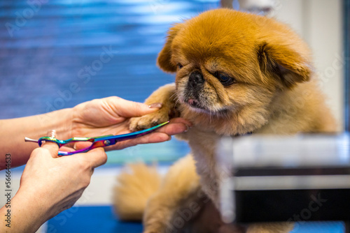 Grooming, dog spa