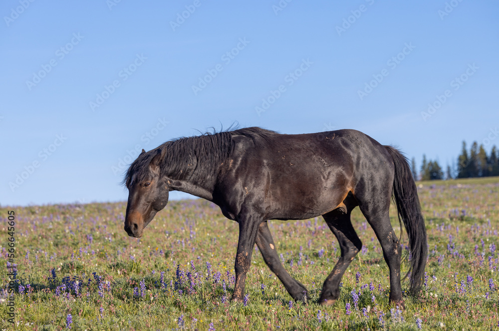 Beautiful Wild Horse in the the Pryor Mountains Montana in Summer Beautiful Wild Horse in the the Pryor Mountains Montana in Summer